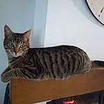 Chat, Small To Medium-sized Cats, Felidae, Chat tigrÃ©, European Shorthair, Moustaches, Dragon Li, Domestic Short-haired Cat, Carnivore, Bengal, Toyger, Californian Spangled, Asiatique, American Shorthair, Ocicat, Pixie-bob, Chatons, Faon