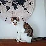 Chat, Small To Medium-sized Cats, Felidae, Moustaches, Carnivore, American Wirehair, Domestic Short-haired Cat, Chatons, Chat de lâ€™EgÃ©e, European Shorthair, Queue, Polydactyl Cat, Asiatique