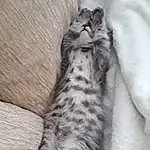 Chat, Small To Medium-sized Cats, Felidae, Egyptian Mau, Carnivore, American Shorthair, Chat tigrÃ©, Dragon Li, Chatons, European Shorthair, Bengal, Moustaches, Asiatique, Domestic Short-haired Cat, British Shorthair, Griffe, NorvÃ©gien, Pixie-bob