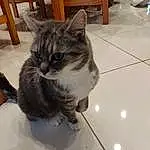 Chat, Felidae, Carnivore, Small To Medium-sized Cats, Moustaches, Bois, Museau, Hardwood, Queue, Domestic Short-haired Cat, Poil, Patte, Comfort, Metal, Tile Flooring, Griffe, Chair