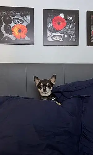 Nom Chihuahua Chien Speedy