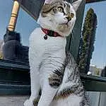 Chat, Felidae, Small To Medium-sized Cats, Moustaches, Collar, Carnivore, Faon, Queue, Museau, Art, Poil, Domestic Short-haired Cat, Patte, Carmine, Griffe, Bois, Foot