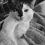 Chat, Black-and-white, Oreille, Grey, Style, Carnivore, Felidae, Moustaches, Queue, Noir & Blanc, Monochrome, Eyelash, Small To Medium-sized Cats, Patte, Close-up, Poil, Domestic Short-haired Cat, Griffe, Canidae, Stock Photography