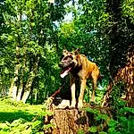 Plante, Chien, Race de chien, Arbre, Carnivore, Bois, Faon, Terrestrial Plant, Chien de compagnie, People In Nature, Trunk, Working Animal, Natural Landscape, Queue, ForÃªt, Herbe, Recreation, Woodland, Temperate Broadleaf And Mixed Forest