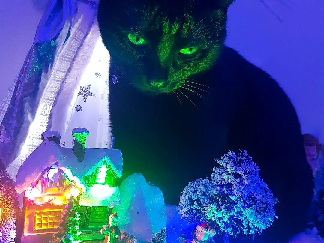 Green, Chat, Bleu, Light, Purple, Felidae, Small To Medium-sized Cats, Chats noirs, Moustaches, Christmas Lights, NoÃ«l, Queue, Christmas Decoration, Carnivore