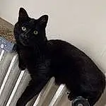 Chat, Felidae, Carnivore, Small To Medium-sized Cats, Moustaches, Grey, Stairs, Bombay, FenÃªtre, Queue, Chats noirs, Domestic Short-haired Cat, Plante, Poil, Assis, Terrestrial Animal, Bois, Comfort, Patte