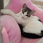 Chat, Yeux, Jambe, Felidae, Comfort, Carnivore, Gesture, Oreille, Small To Medium-sized Cats, Moustaches, Rose, Faon, Queue, Foot, Patte, Poil, Domestic Short-haired Cat, Cat Bed, Linens, Griffe