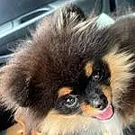 Chien, Race de chien, Carnivore, Chien de compagnie, Moustaches, Toy Dog, Museau, Spitz, Terrestrial Animal, Canidae, Poil, Patte, Working Dog, Chiots, Windshield, Non-sporting Group, Spitz allemand, Pet Supply, Herding Dog