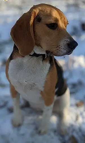 Nom Beagle Chien Rubi