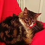 Chat, Small To Medium-sized Cats, Felidae, Moustaches, Carnivore, Domestic Long-haired Cat, Chat tigré, Poil, Chatons, Norvégien, Asiatique, Domestic Short-haired Cat, European Shorthair, Maine Coon, Kurilian Bobtail, American Shorthair, Cymric, Dragon Li