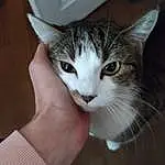 Chat, Moustaches, Small To Medium-sized Cats, Felidae, European Shorthair, Carnivore, Domestic Short-haired Cat, Chat tigrÃ©, Chatons, Yeux, Chat de lâ€™EgÃ©e, American Wirehair, Faon, American Shorthair, Asiatique