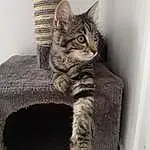 Chat, Small To Medium-sized Cats, Felidae, Moustaches, Chat tigré, European Shorthair, Dragon Li, Domestic Short-haired Cat, Carnivore, Pixie-bob, Chatons, Asiatique, Californian Spangled, Egyptian Mau, Patte, American Shorthair, Polydactyl Cat, Chat sauvage