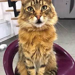 Papouille Maine Coon