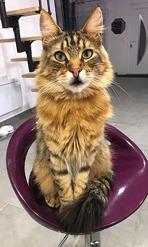 Nom Maine Coon Chat Papouille