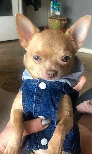Nom Chihuahua Chien Kiko