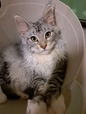 Maine Coon Chat Texas