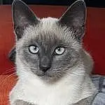 Head, Chat, Yeux, Siamois, Felidae, Carnivore, Small To Medium-sized Cats, Moustaches, Grey, Faon, Museau, Poil, Domestic Short-haired Cat, Terrestrial Animal, SacrÃ© de Birmanie, Comfort, Curious, Balinais, Assis, Cat Supply