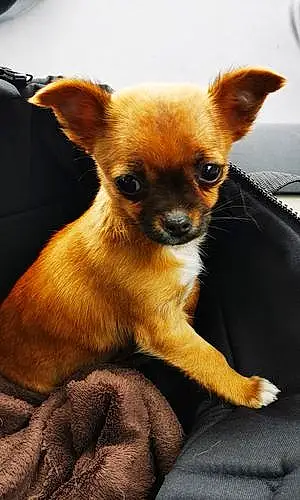 Nom Chihuahua Chien Nemesis