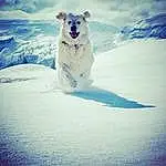Polar Bear, Neige, Ciel, Bleu, Carnivore, Slope, Sports Equipment, Ice Cap, Race de chien, Polar Ice Cap, Glacial Landform, Mountainous Landforms, Landscape, Arctic Ocean, Arbre, Drink, Geological Phenomenon, Freezing, Hiver, Mountain