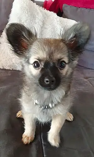 Nom Chihuahua Chien Ninho