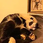 Chat, Felidae, Carnivore, Comfort, Small To Medium-sized Cats, Moustaches, Faon, Queue, Poil, Patte, Domestic Short-haired Cat, Chien de compagnie, Race de chien, Griffe, Picture Frame, Foot, Canidae, Fang, Visual Arts, Art
