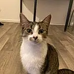 Chat, Felidae, Small To Medium-sized Cats, Carnivore, Moustaches, Museau, Queue, Domestic Short-haired Cat, Patte, Poil, Balinais, Bois, Collar, Griffe