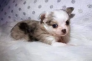 Nom Chihuahua Chien Ozzie