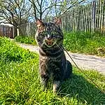 Plante, Chat, Felidae, Arbre, Small To Medium-sized Cats, Carnivore, Vegetation, Sunlight, Moustaches, Herbe, Bois, Groundcover, Queue, Terrestrial Animal, Domestic Short-haired Cat, Poil, Trunk, Twig, Canidae