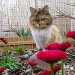 Fleur, Plante, Chat, Petal, Herbe, Carnivore, Faon, Small To Medium-sized Cats, Felidae, Herbaceous Plant, Moustaches, Annual Plant, Flowering Plant, Queue, Spring, Chien de compagnie, Garden, Poil, Gardening, Terrestrial Animal