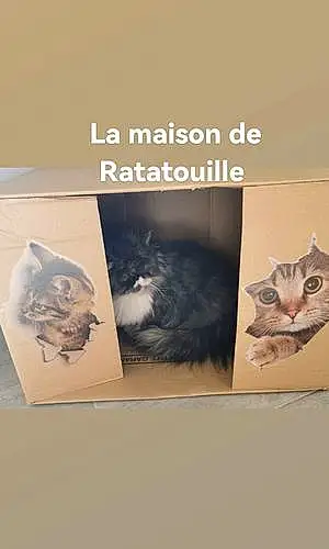 Nom Chat Ratatouille
