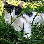 Chat, Plante, Carnivore, Felidae, Botany, Small To Medium-sized Cats, Moustaches, Herbe, Groundcover, Meadow, Museau, Pelouse, Close-up, Queue, Landscape, Grassland, People In Nature, Leisure