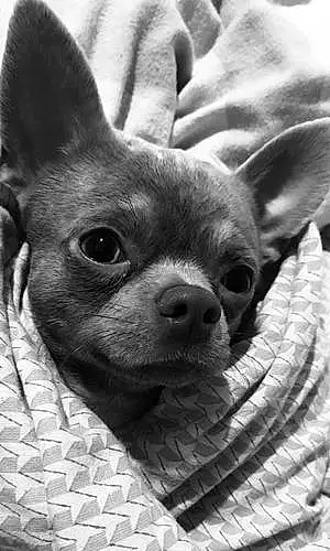 Nom Chihuahua Chien Obi