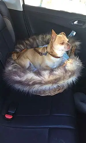 Nom Chihuahua Chien Garou