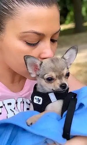 Nom Chihuahua Chien Slash
