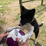 Chien, Sports Equipment, Carnivore, Baballe, Race de chien, Herbe, Football, Jouets, Herding Dog, Chien de compagnie, Working Animal, Collar, Dog Sports, Museau, Soccer Ball, Animal Sports, Fun, Queue, Canidae