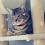 Chat, Yeux, Felidae, Jambe, Carnivore, Small To Medium-sized Cats, Moustaches, Door, Bois, FenÃªtre, Museau, Queue, Domestic Short-haired Cat, Assis, Electric Blue, Rectangle, Poil, Cat Supply, Stairs, Metal
