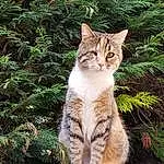 Chat, Plante, Felidae, Herbe, Carnivore, Moustaches, Arbre, Small To Medium-sized Cats, Faon, Groundcover, Queue, Museau, Terrestrial Animal, Domestic Short-haired Cat, Poil, Trunk, Bois, Patte, Conifer
