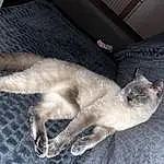 Chat, Felidae, Carnivore, Siamois, Small To Medium-sized Cats, Comfort, Moustaches, Faon, Balinais, Museau, Queue, Domestic Short-haired Cat, Thai, FenÃªtre, Poil, Patte, Sieste, Griffe, Terrestrial Animal