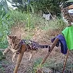 Plante, Chat, Felidae, Bois, Big Cats, Herbe, Carnivore, Faon, Terrestrial Animal, Queue, Moustaches, Small To Medium-sized Cats, Bengal Tiger, Arbre, Chair, Domestic Short-haired Cat, Poil