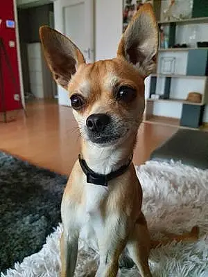 Nom Chihuahua Chien Piou