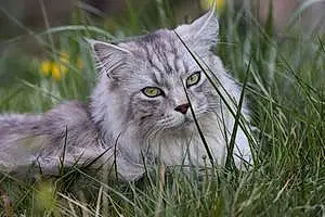 Nom Maine Coon Chat London