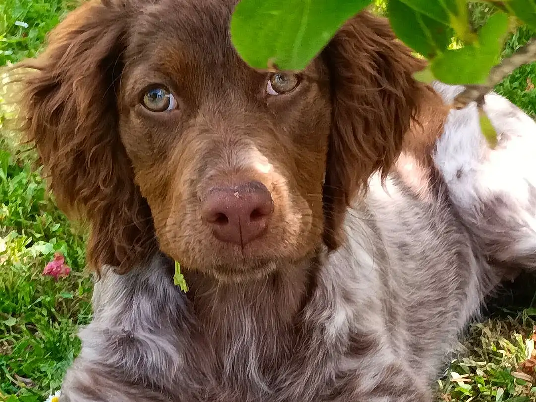 Chien, Race de chien, Carnivore, Liver, Pont-audemer Spaniel, Plante, Chien de compagnie, Herbe, Museau, Ã‰pagneul, Canidae, Pointing Breed, Retriever, Poil, Gun Dog, Working Animal, Hunting Dog