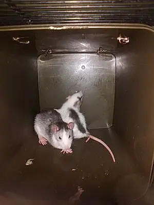 Rat Dumbo Et Bulbizarre