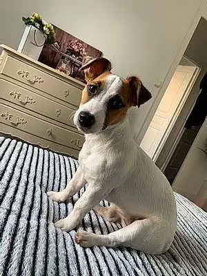 Nom Jack Russell Chien Roma