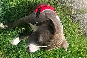 Nom American Staffordshire Terrier Chien Holy