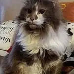 Chat, Felidae, Carnivore, Small To Medium-sized Cats, Moustaches, Faon, Museau, Ragdoll, Queue, British Longhair, Poil, Terrestrial Animal, Patte, Box, Persan, Griffe, Maine Coon