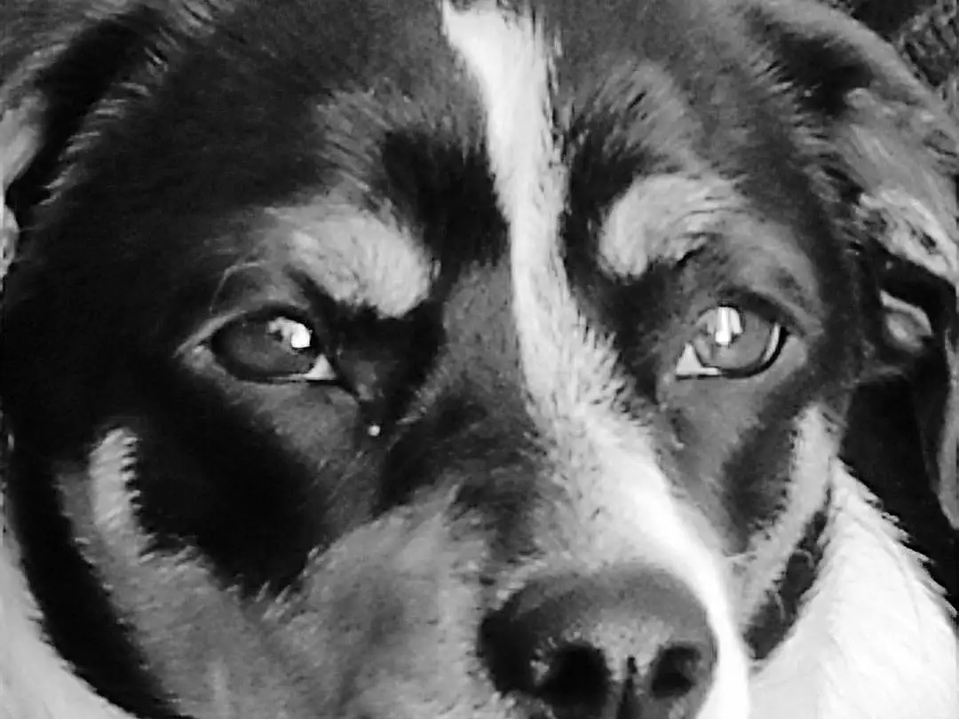 Chien, Carnivore, Jaw, Race de chien, Moustaches, Style, Chien de compagnie, Noir & Blanc, Museau, Herding Dog, Monochrome, Terrestrial Animal, Canidae, Bored, Poil, Stock Photography, Working Dog, Chien de rue, Giant Dog Breed