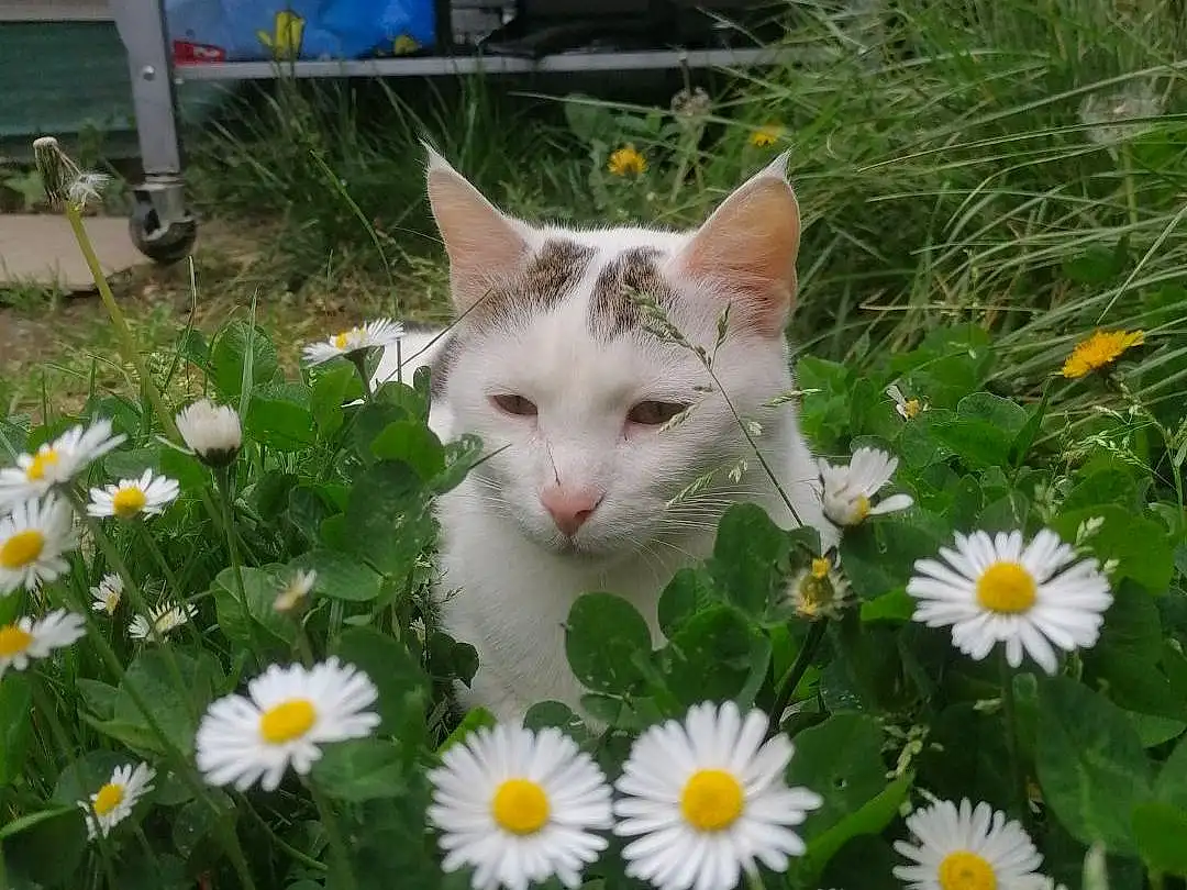 Fleur, Plante, Chat, Camomile, Petal, Botany, Chamaemelum Nobile, Carnivore, Small To Medium-sized Cats, Herbe, Felidae, Groundcover, Flowering Plant, Meadow, Pelouse, Moustaches, Daisy, Oxeye Daisy, Art