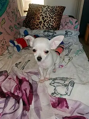 Nom Chihuahua Chien Priska