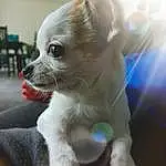Chien, Race de chien, Carnivore, Chien de compagnie, Faon, Dog Supply, Chihuahua, Moustaches, Museau, Toy Dog, Poil, Working Animal, Chair, Canidae, Corgi-chihuahua, Pet Supply, Non-sporting Group, Patte